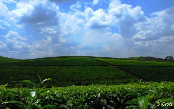 Tea plantation