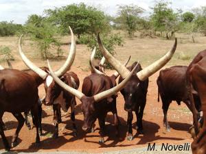 Ankole cows