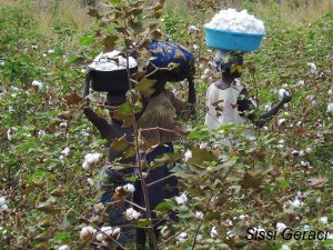 cotton plantation