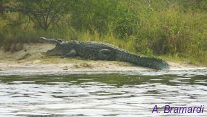 crocodile in the Queen Elizabeth Park