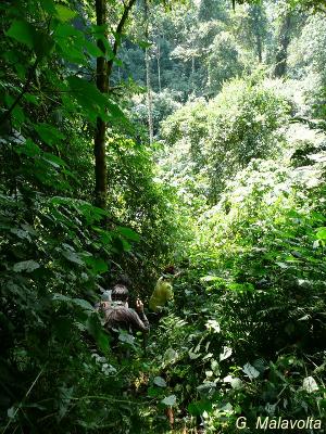 trekking in the forest