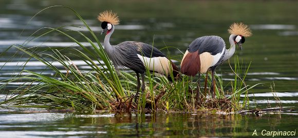 crested cranes