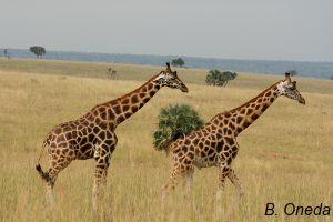 giraffs