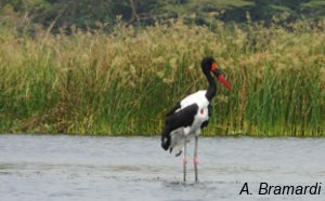 Saddle-Billed Stork