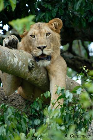 Tree climbing lion