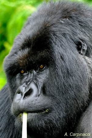 Gorilla