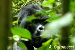 Gorilla in the forest