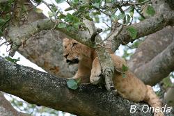 Tree climbing lion