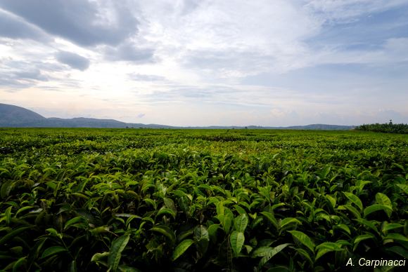 Tea plantation