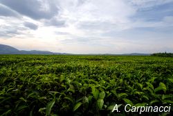 Tea plantation