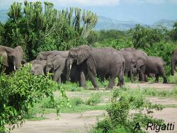 Elephants