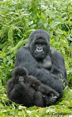 Gorilla family