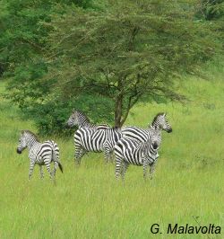 Zebras