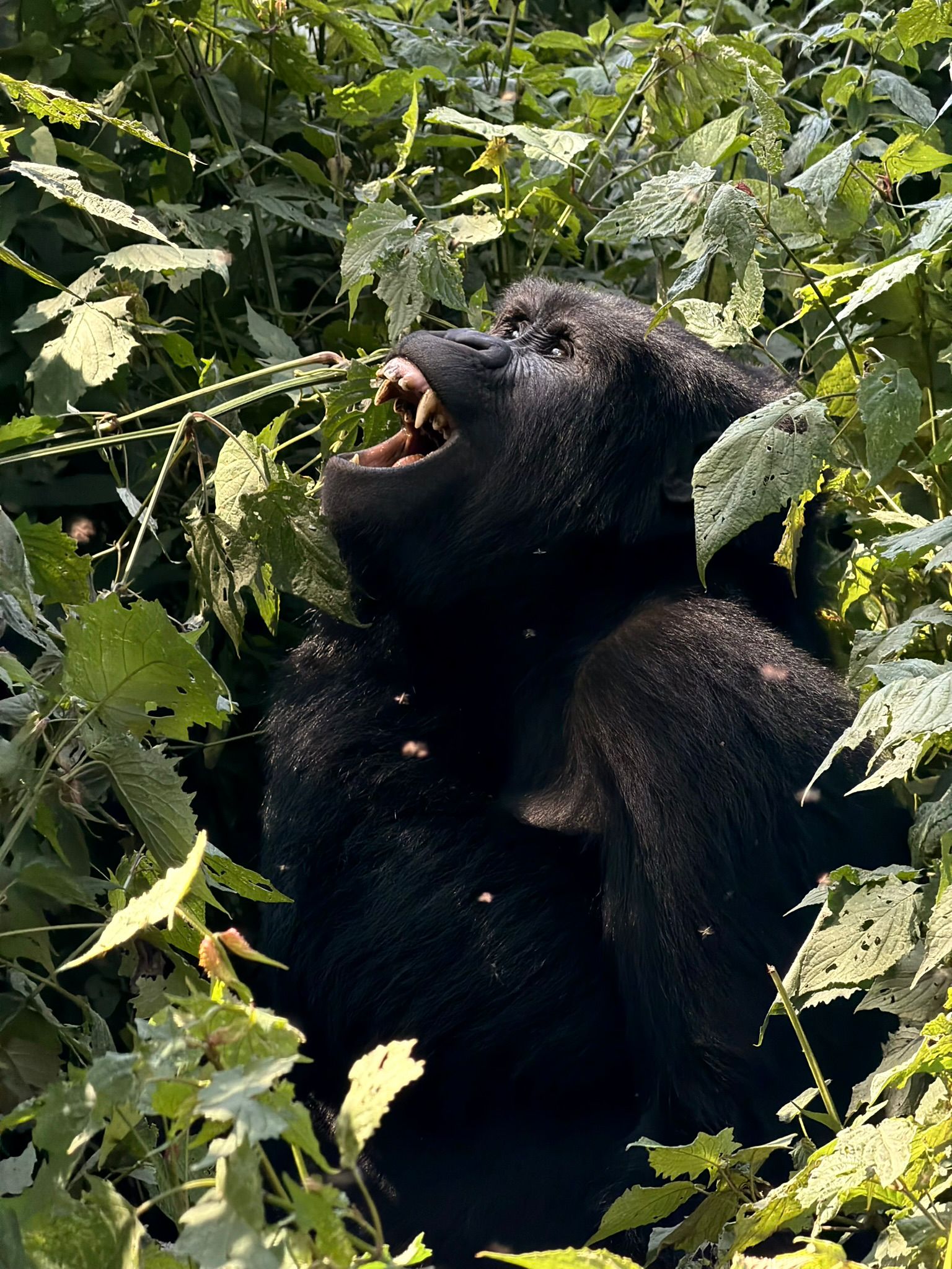 Safari, Uganda
