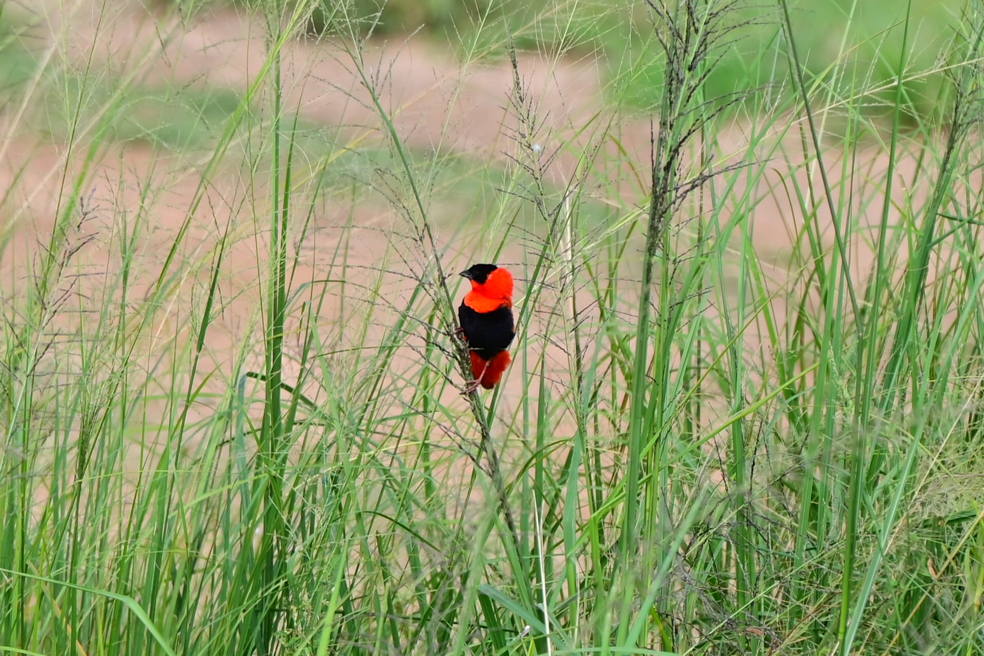 Uccello rosso e nero tra l’erba in Uganda