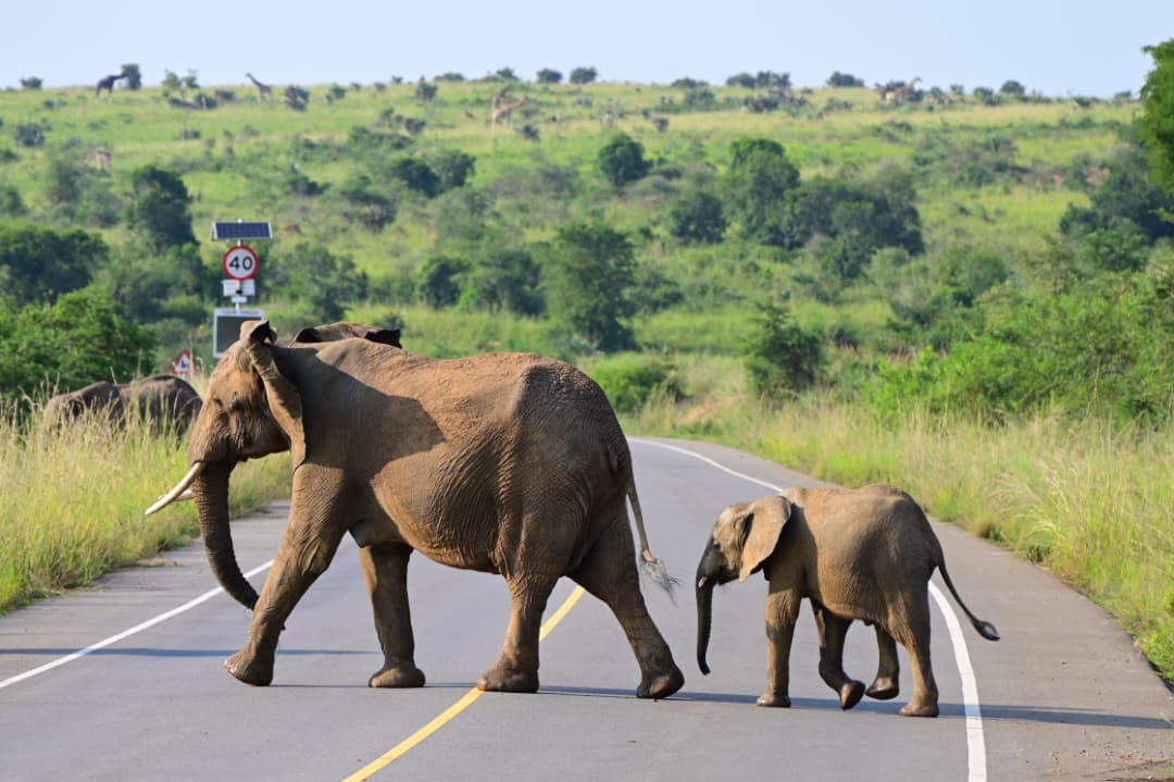 Safari, Uganda