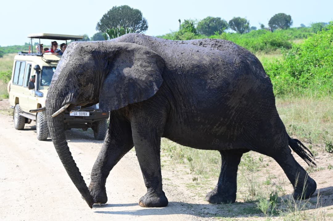 Elefante vicino a un veicolo da safari in Uganda
